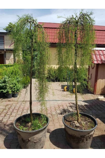 Карагана дерев’яниста Уолкер на штамбі - 80л/вис.180-190см/Ø50-80см/ШТАМБ 170-180см/обхват 12-14см 